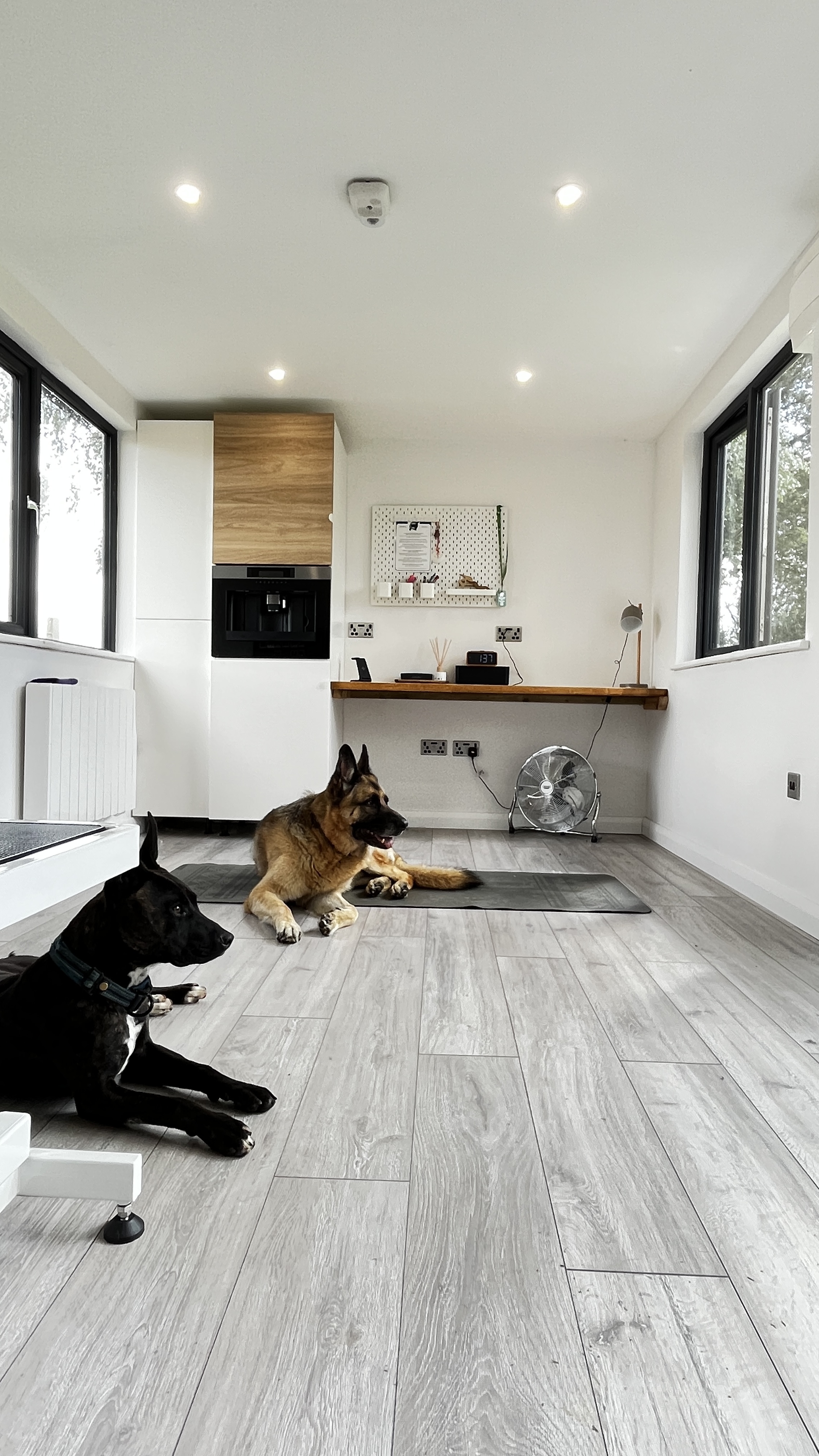 Two dogs sitting on a yoga mat